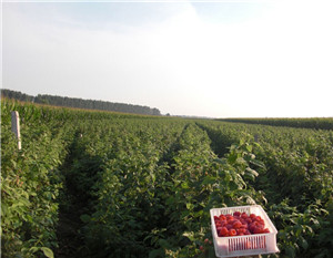 树莓种植实用管理技术