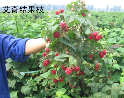 秋果双季红树莓~H果