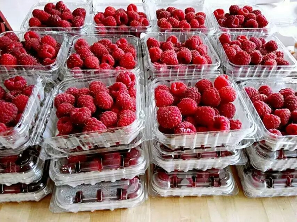 树莓品种简介